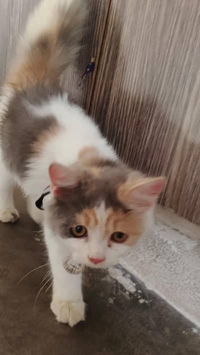 Persian cute kitten available in home