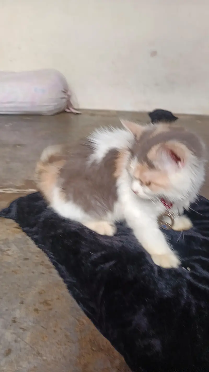 Persian cute kitten available in home — photo 3