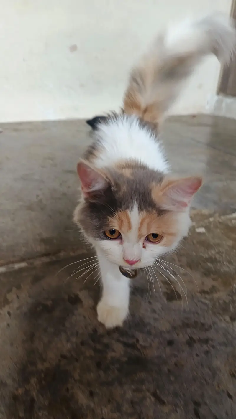 Persian cute kitten available in home — photo 4