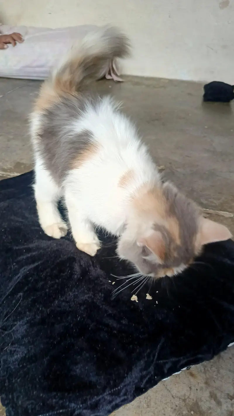 Persian cute kitten available in home — photo 5