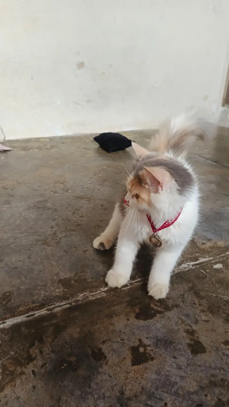 Persian cute kitten available in home — photo 6
