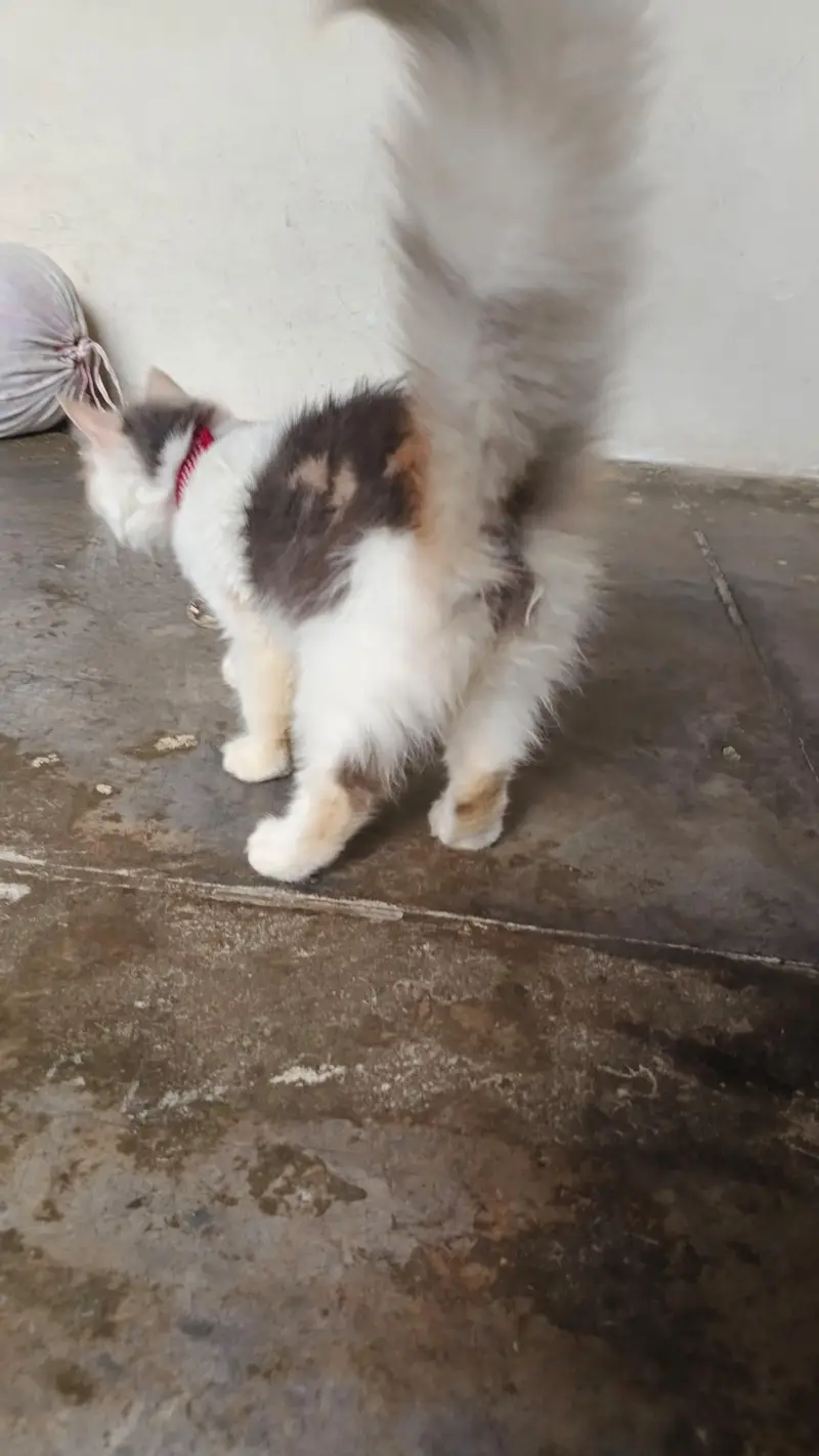 Persian cute kitten available in home — photo 7