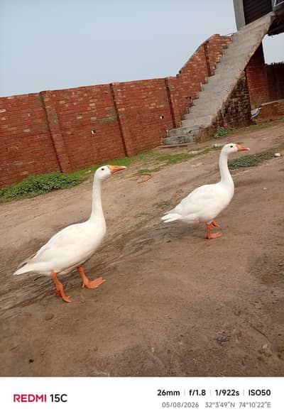 ducks animal lovely birds