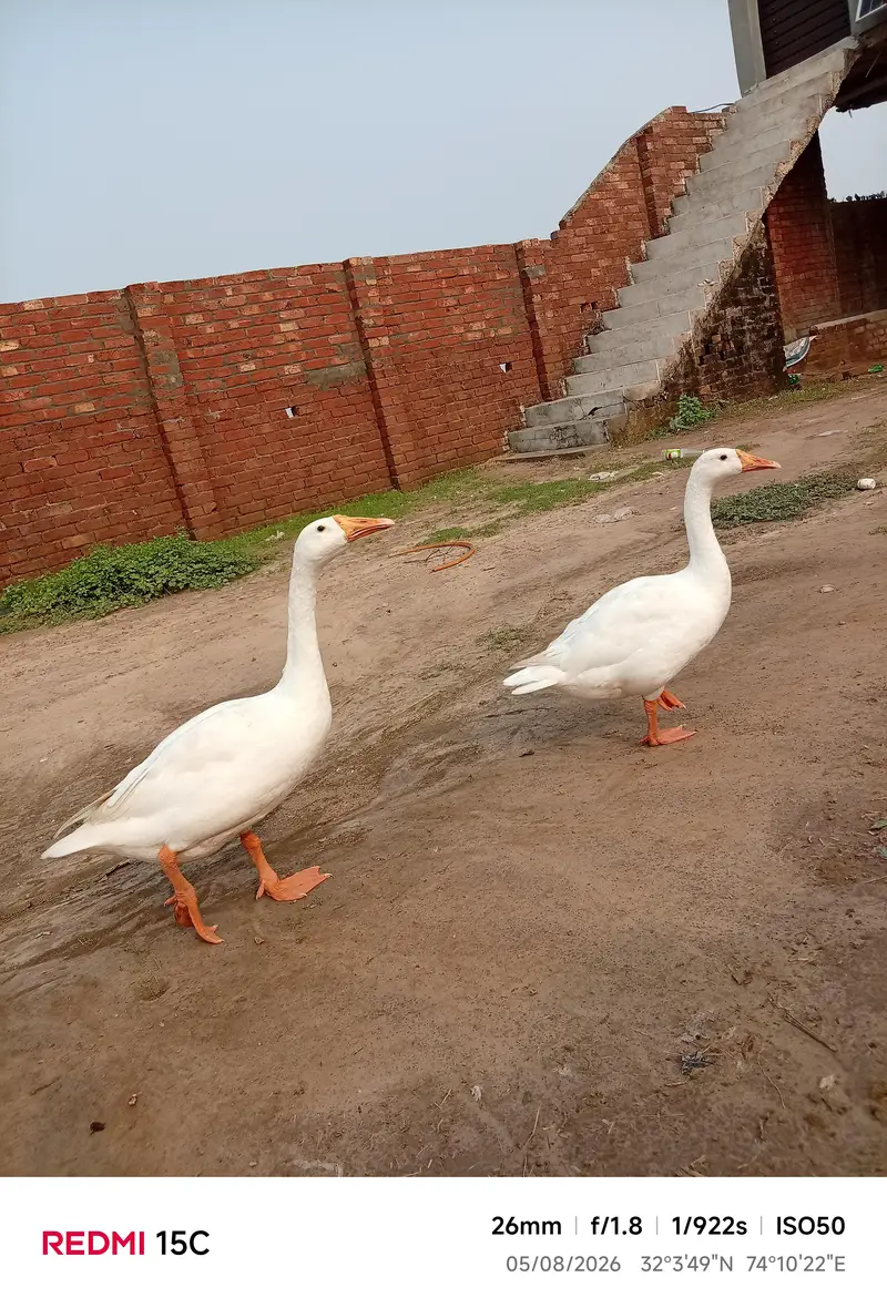 ducks animal lovely birds