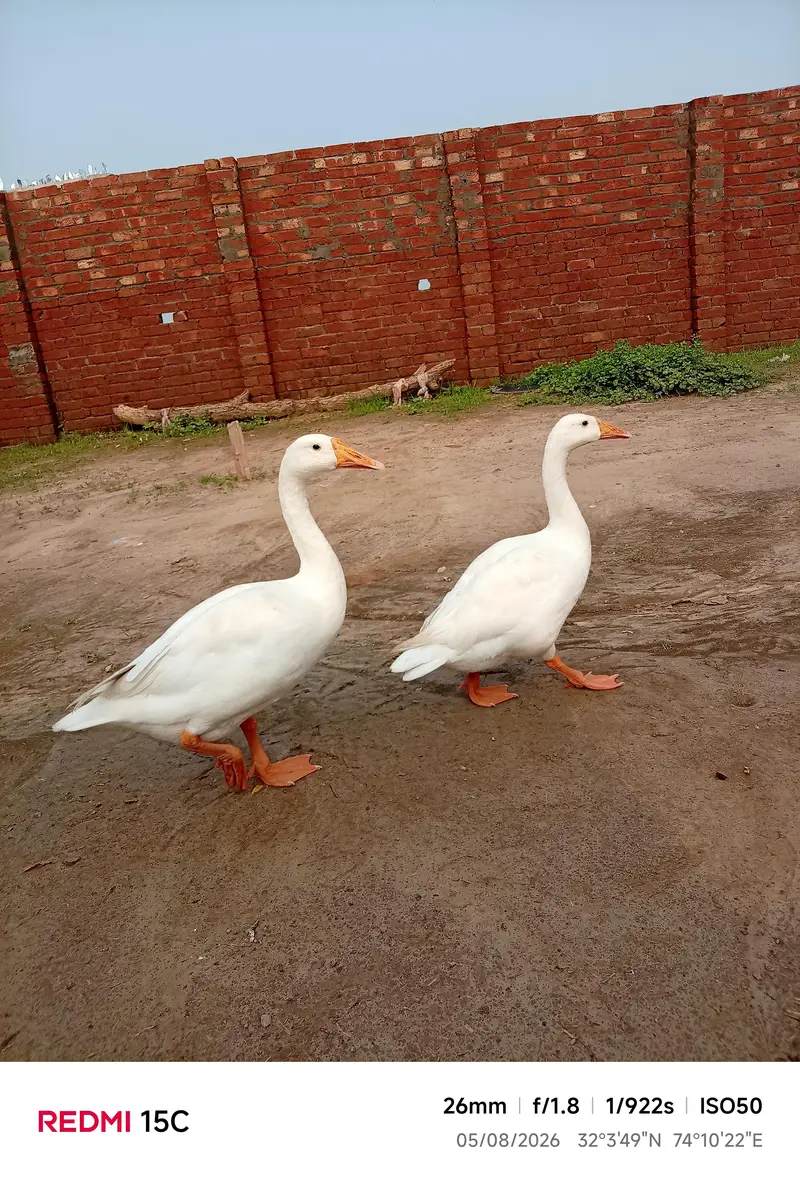 ducks animal lovely birds — photo 2