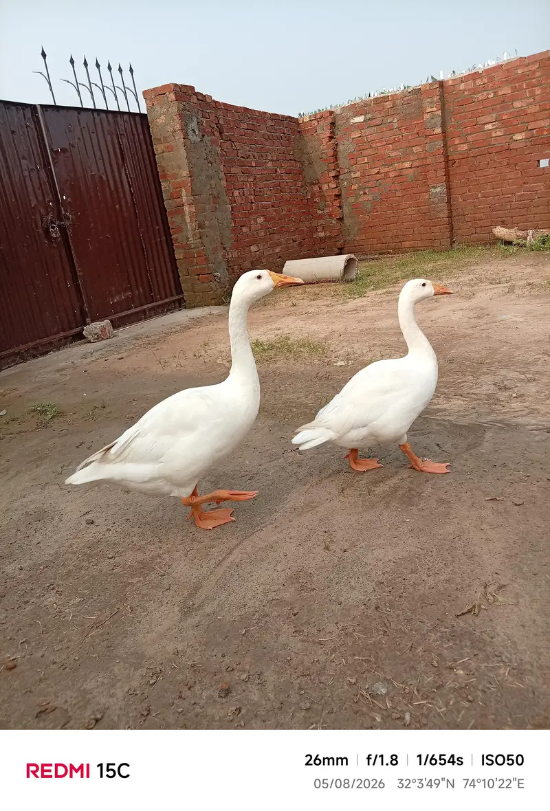 ducks animal lovely birds — photo 3