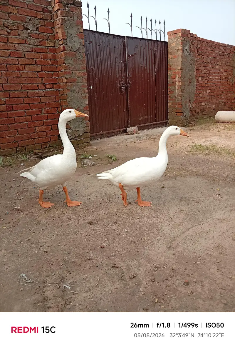 ducks animal lovely birds — photo 4