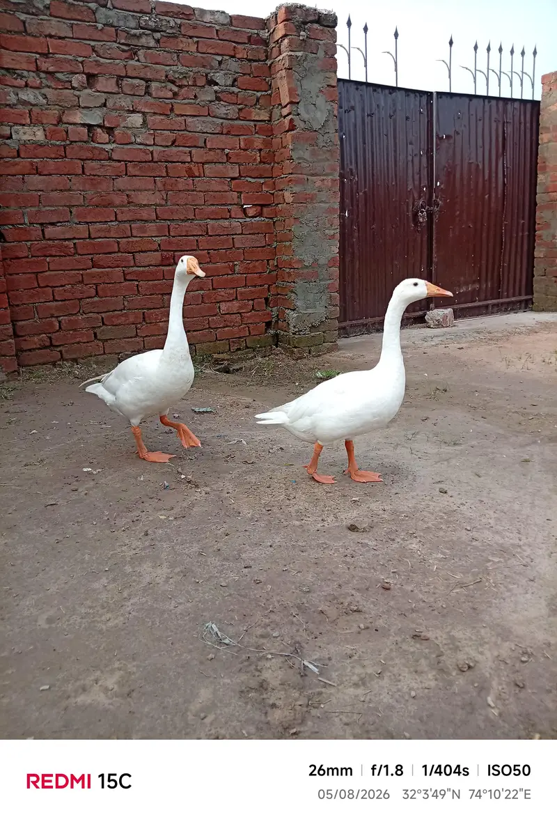 ducks animal lovely birds — photo 5