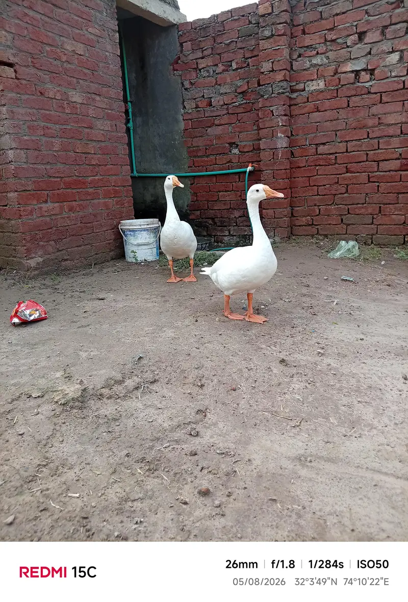 ducks animal lovely birds — photo 6
