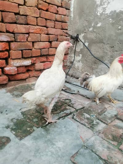 Heera aseel hen big height