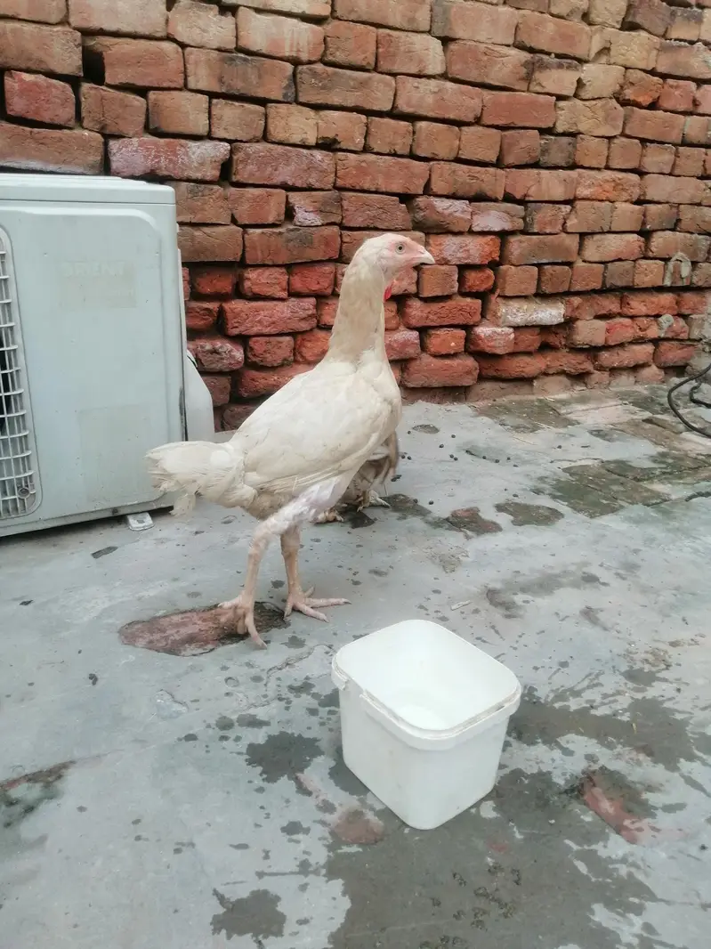 Heera aseel hen big height — photo 2