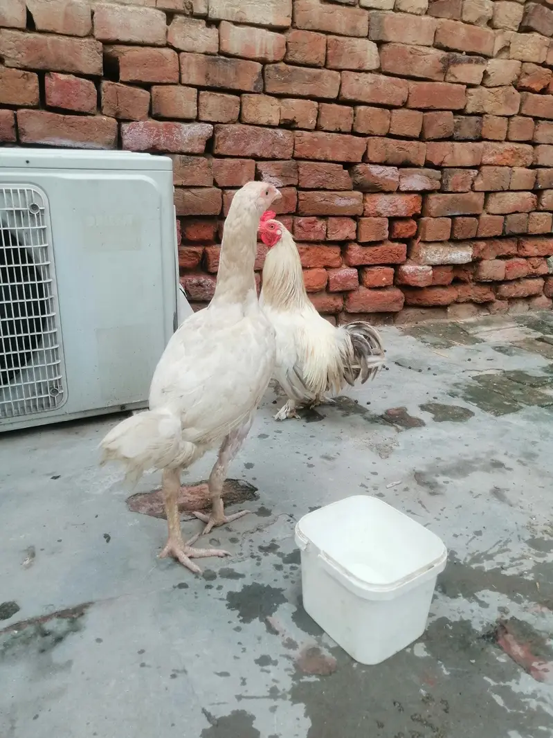 Heera aseel hen big height — photo 3