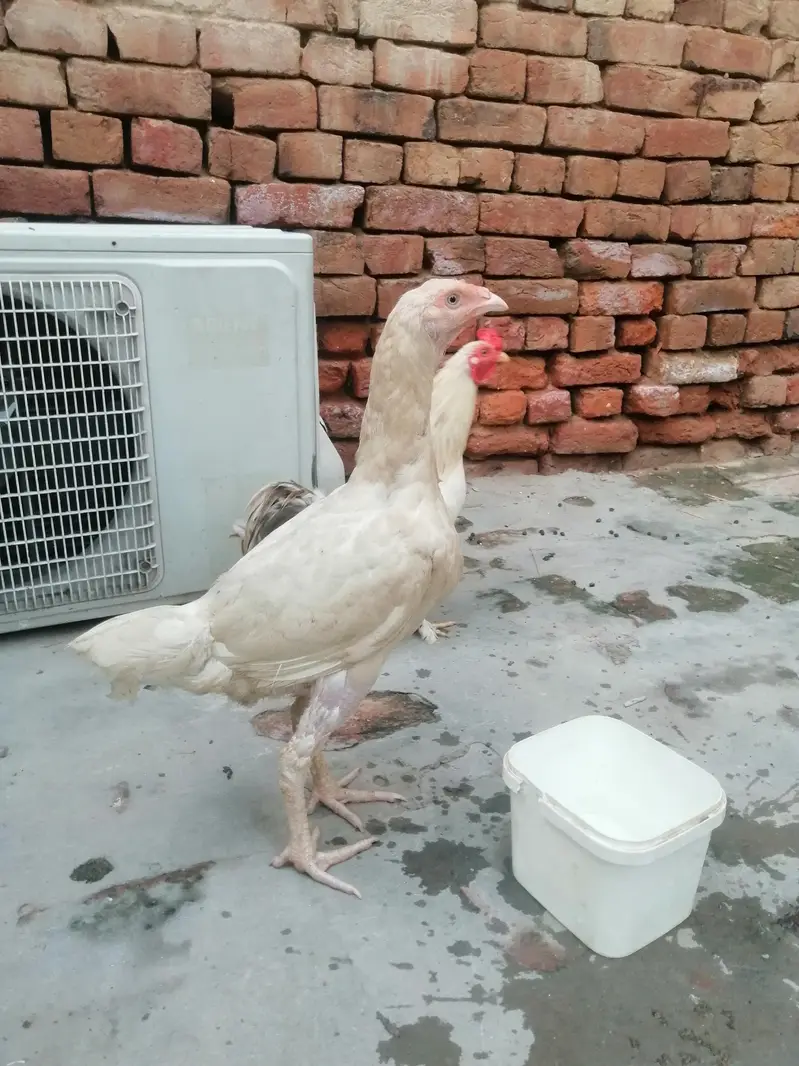 Heera aseel hen big height — photo 4