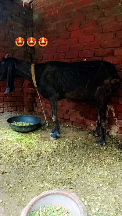 desi bakra 30 se 35 kg Gosht hai