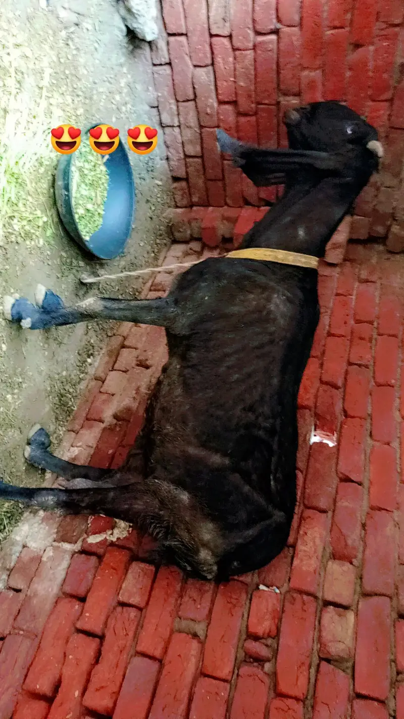 desi bakra 30 se 35 kg Gosht hai — photo 2