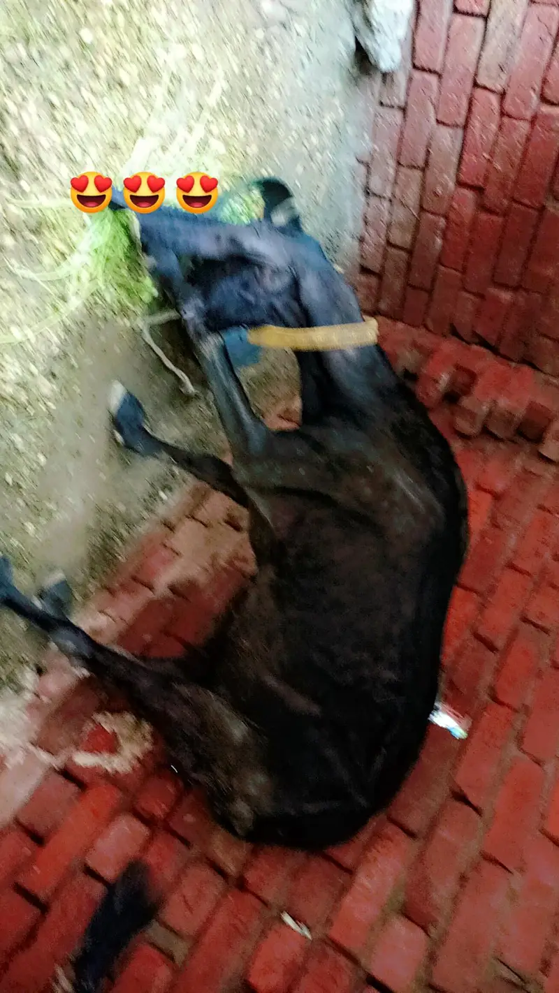 desi bakra 30 se 35 kg Gosht hai — photo 3