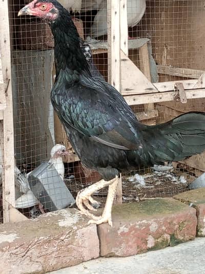 MA birds