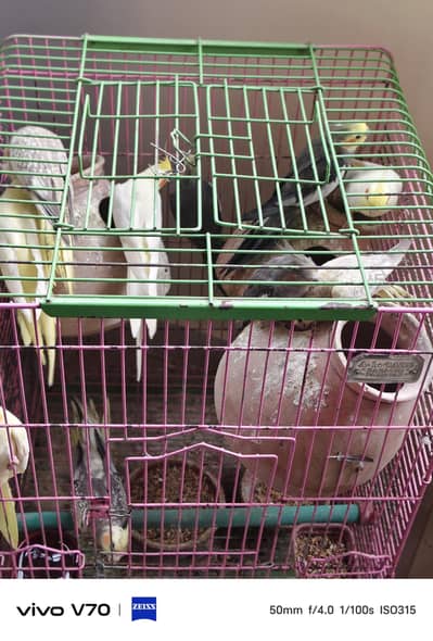cocktail parrots sale