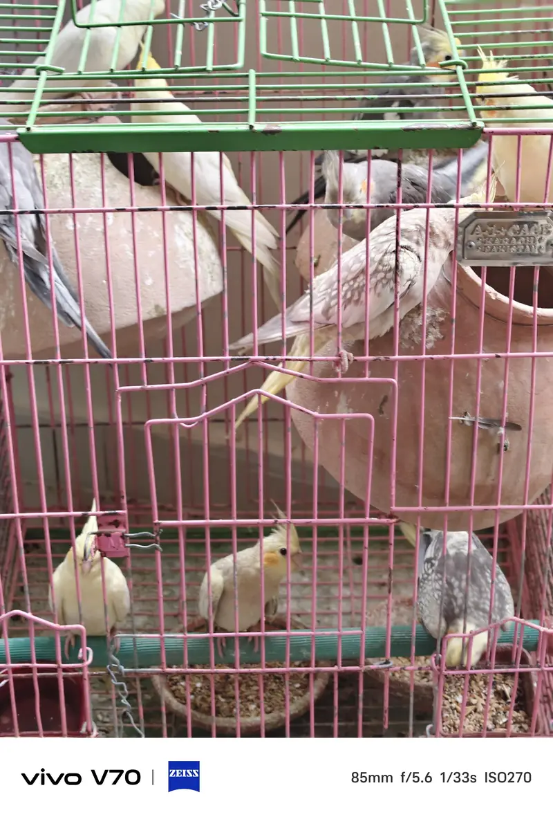 cocktail parrots sale — photo 2
