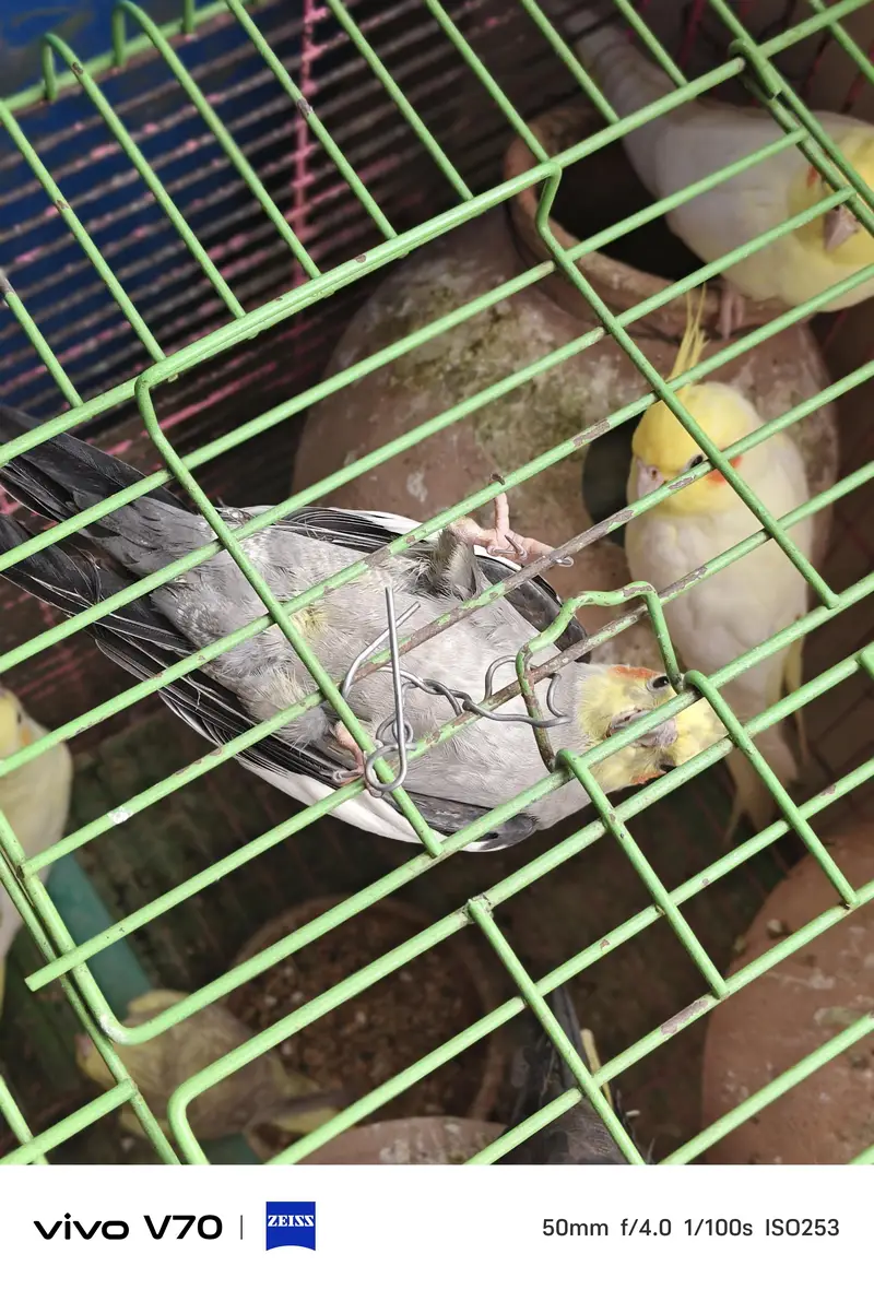 cocktail parrots sale — photo 3