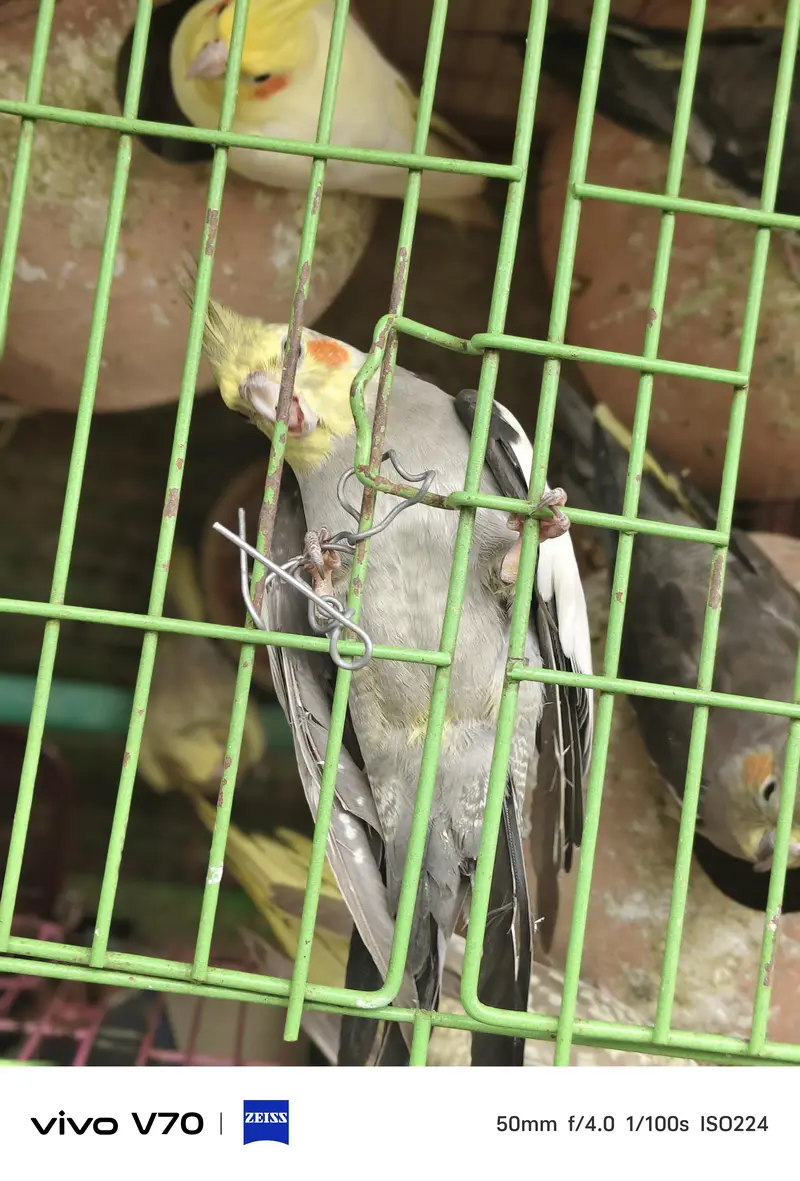 cocktail parrots sale — photo 4