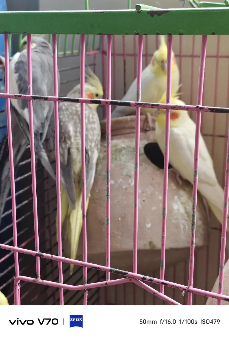 cocktail parrots sale — photo 5