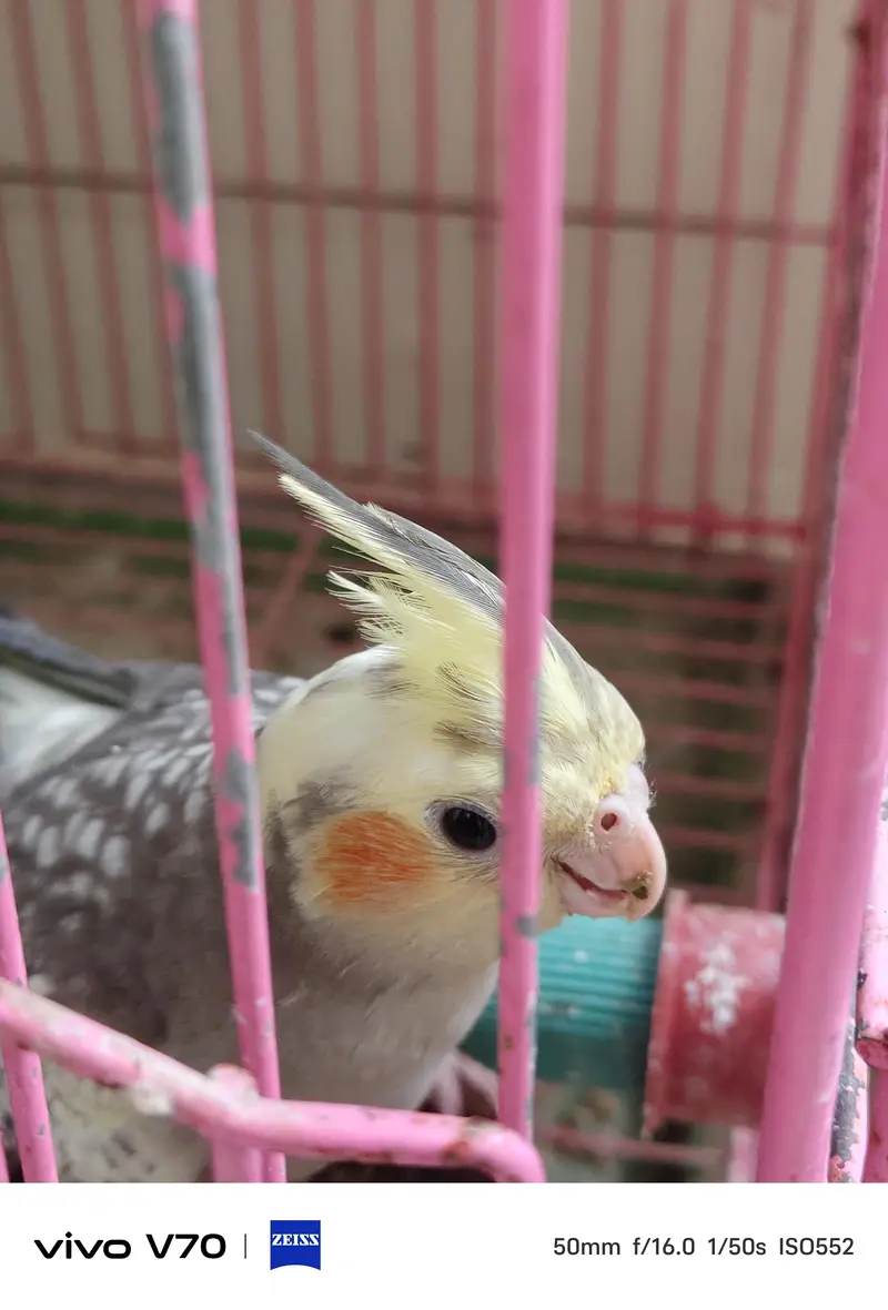 cocktail parrots sale — photo 6
