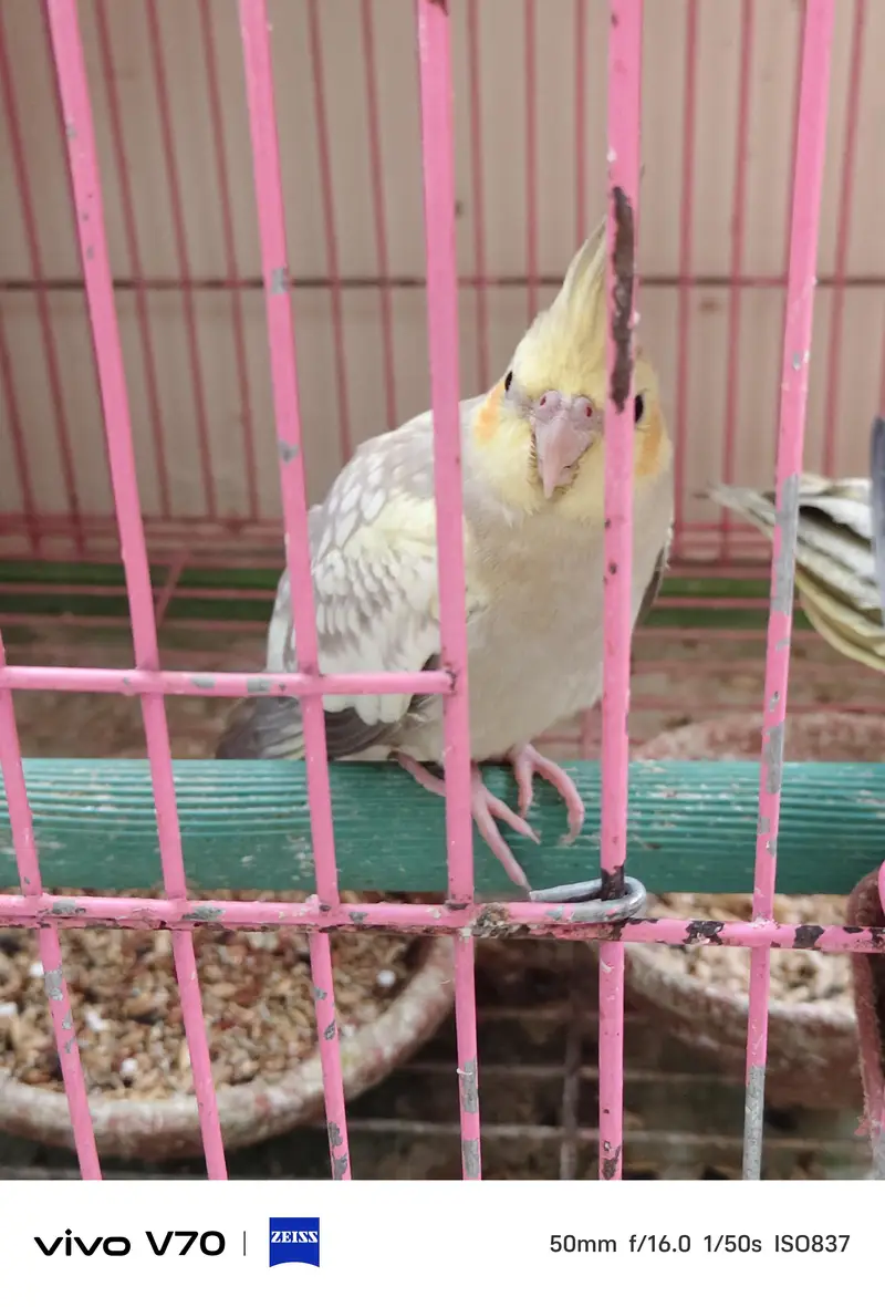 cocktail parrots sale — photo 7