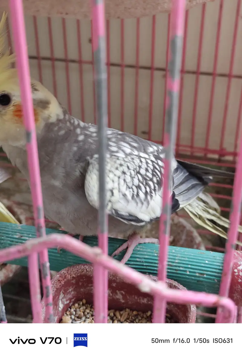 cocktail parrots sale — photo 8