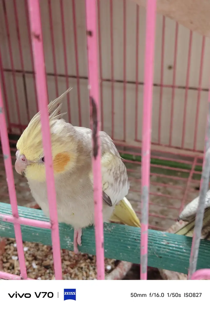cocktail parrots sale — photo 9