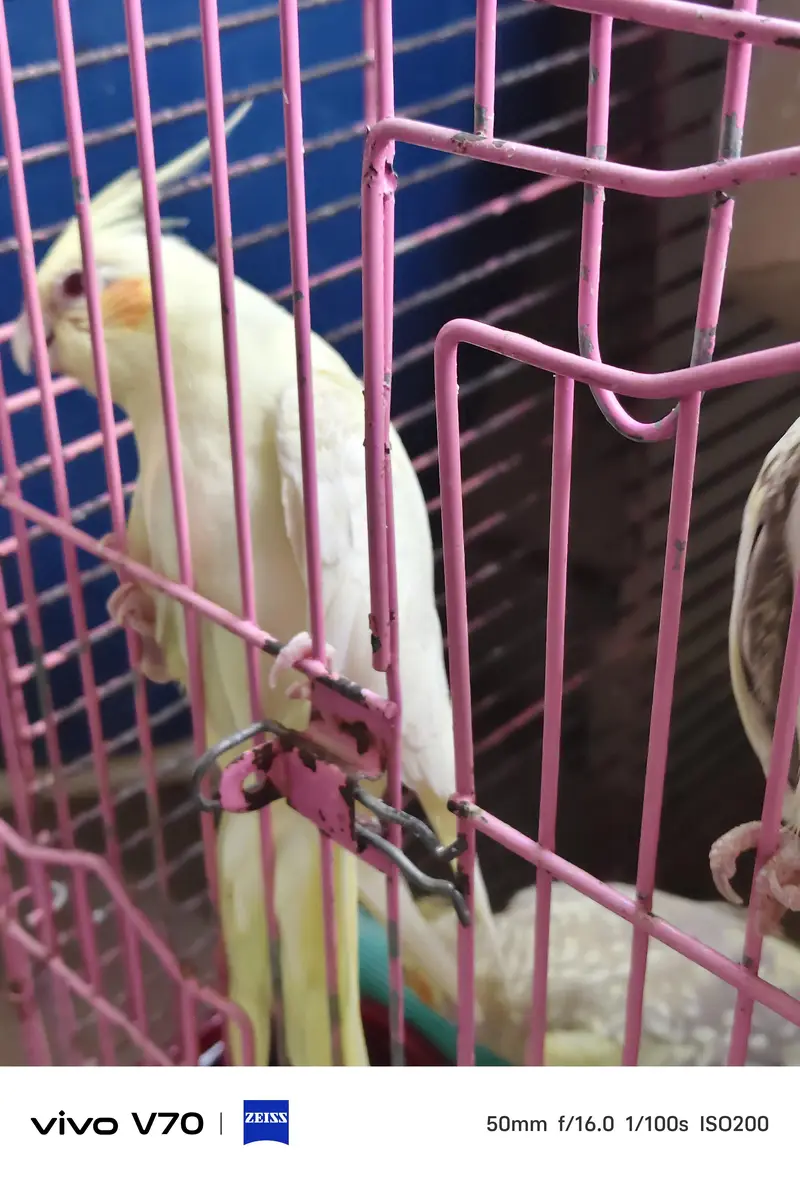 cocktail parrots sale — photo 10