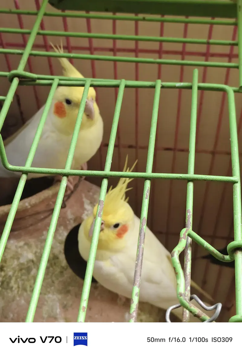 cocktail parrots sale — photo 11