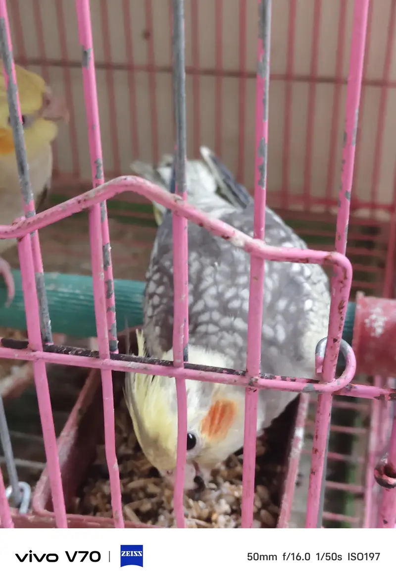 cocktail parrots sale — photo 12