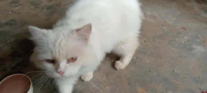 Persian cat