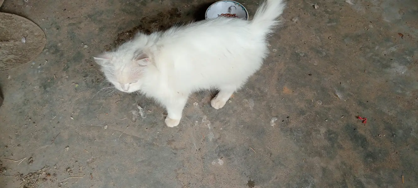 Persian cat — photo 2