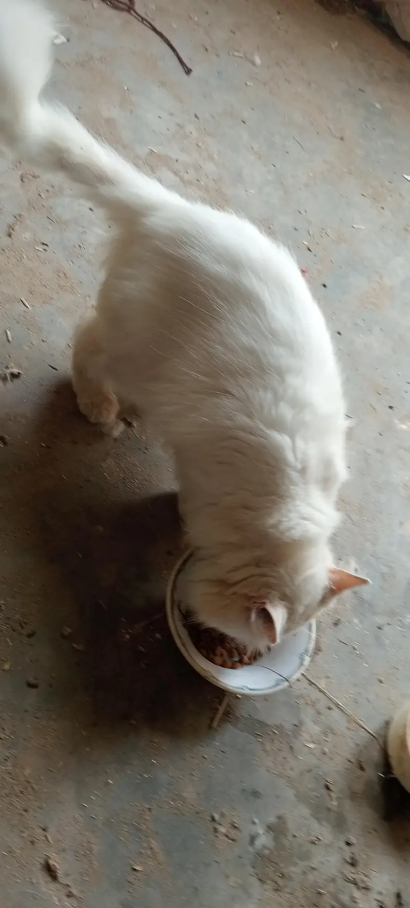 Persian cat — photo 3