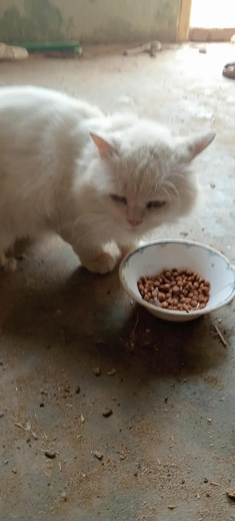 Persian cat — photo 4
