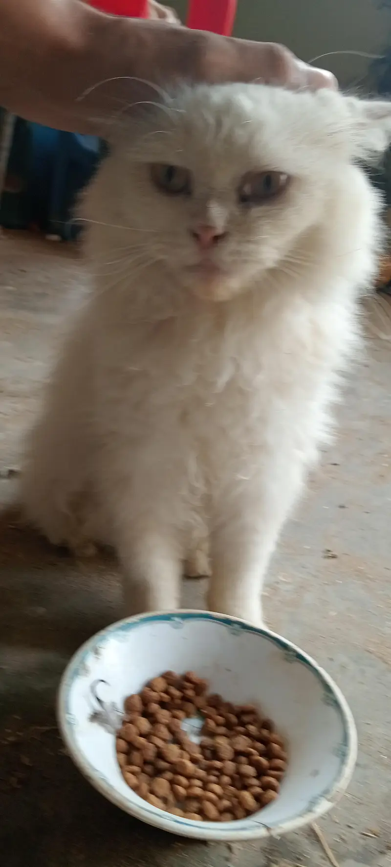 Persian cat — photo 5