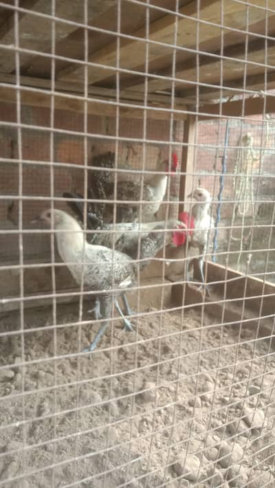 feyomi hens