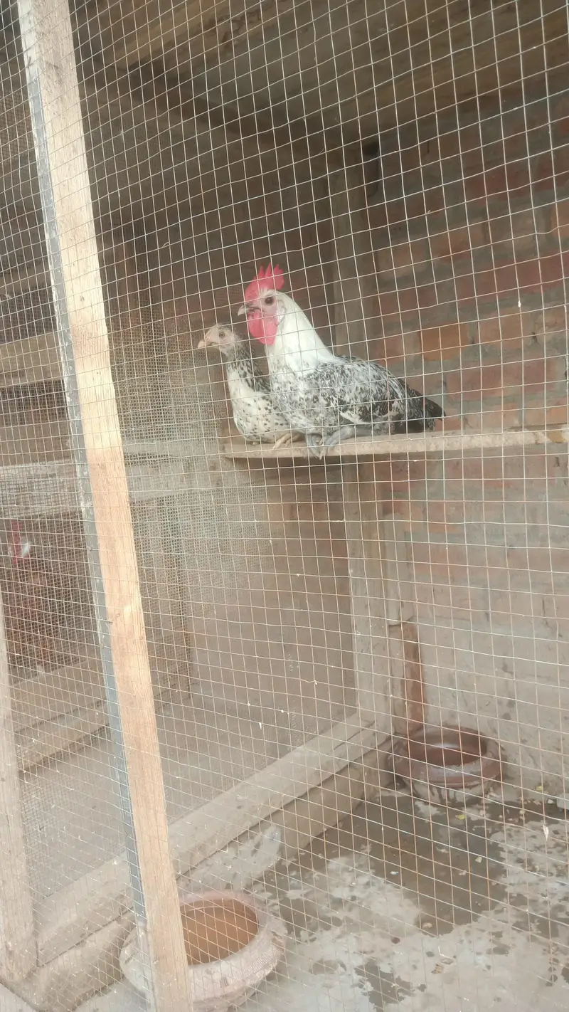 feyomi hens — photo 2