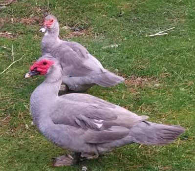 Muscovy American most beautiful ducks available rate final