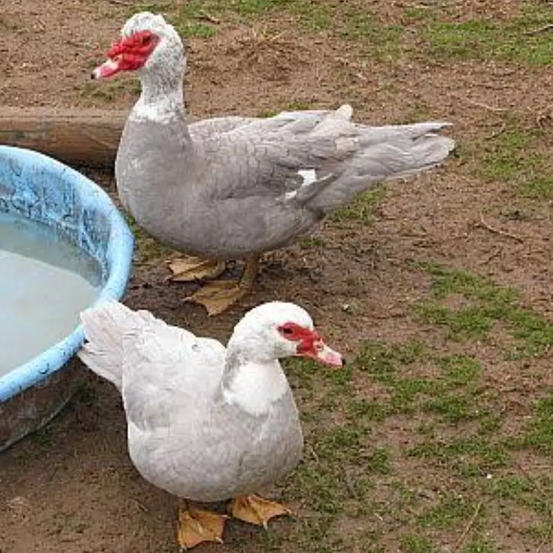 Muscovy American most beautiful ducks available rate final — photo 2