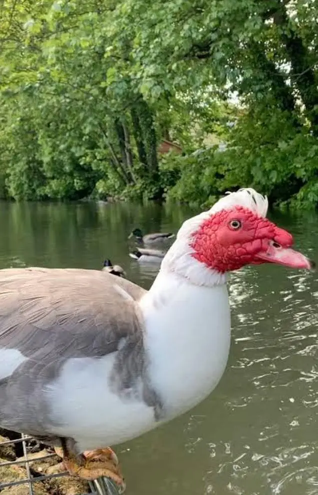 Muscovy American most beautiful ducks available rate final — photo 3
