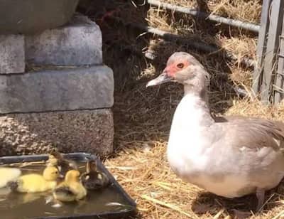 Muscovy American most beautiful ducks available rate final