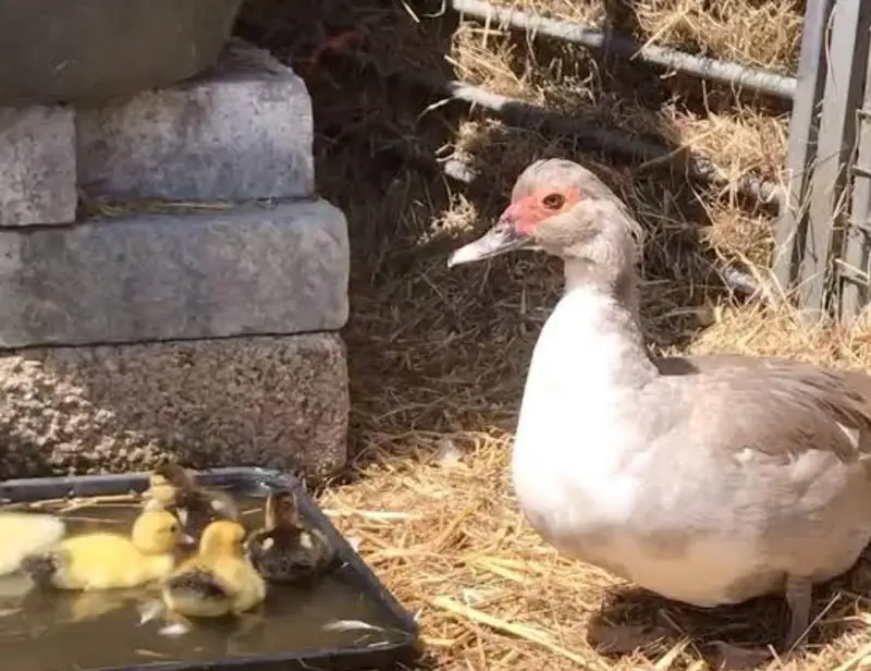Muscovy American most beautiful ducks available rate final — photo 4