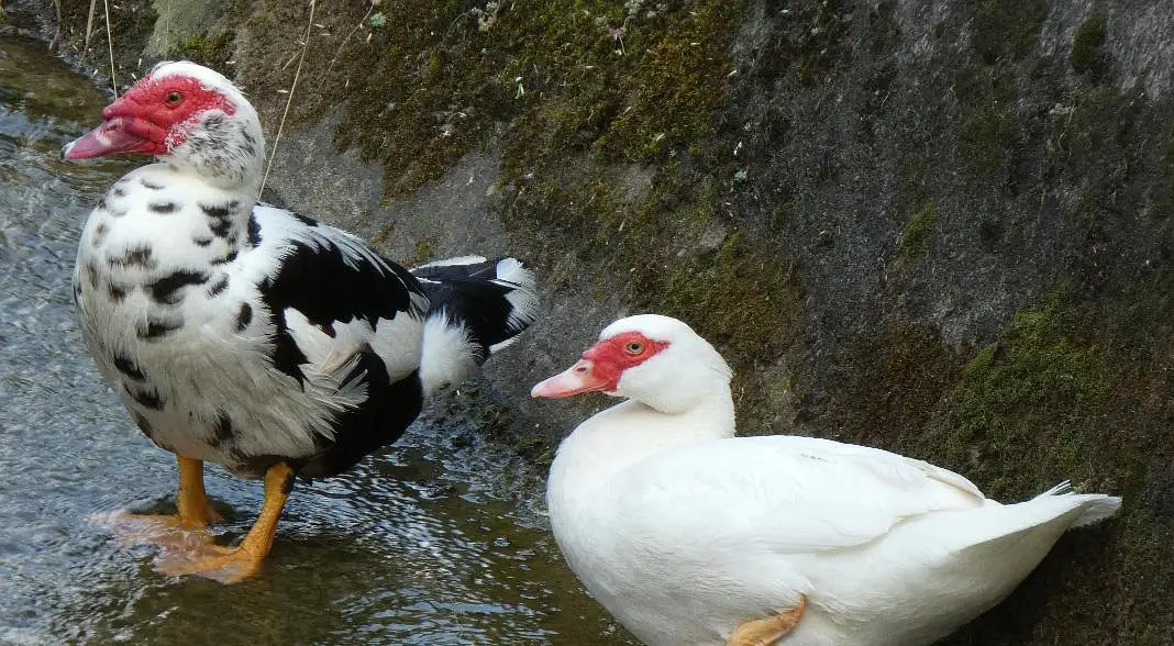 Muscovy American most beautiful ducks available rate final — photo 5
