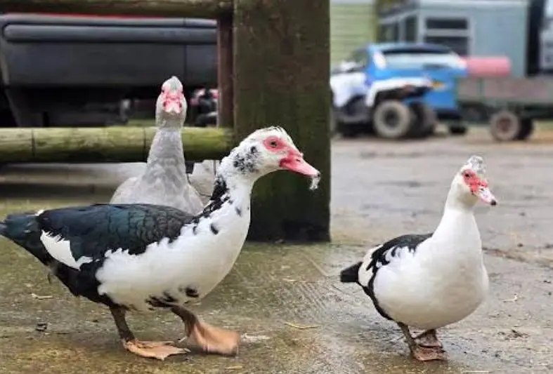Muscovy American most beautiful ducks available rate final — photo 6