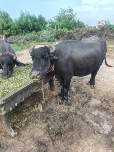 buffalos for sale