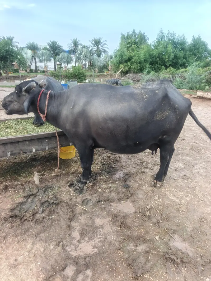 buffalos for sale — photo 2