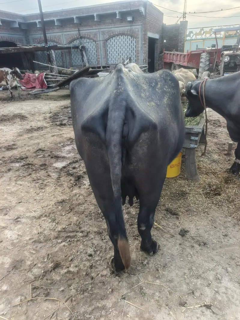 buffalos for sale — photo 3